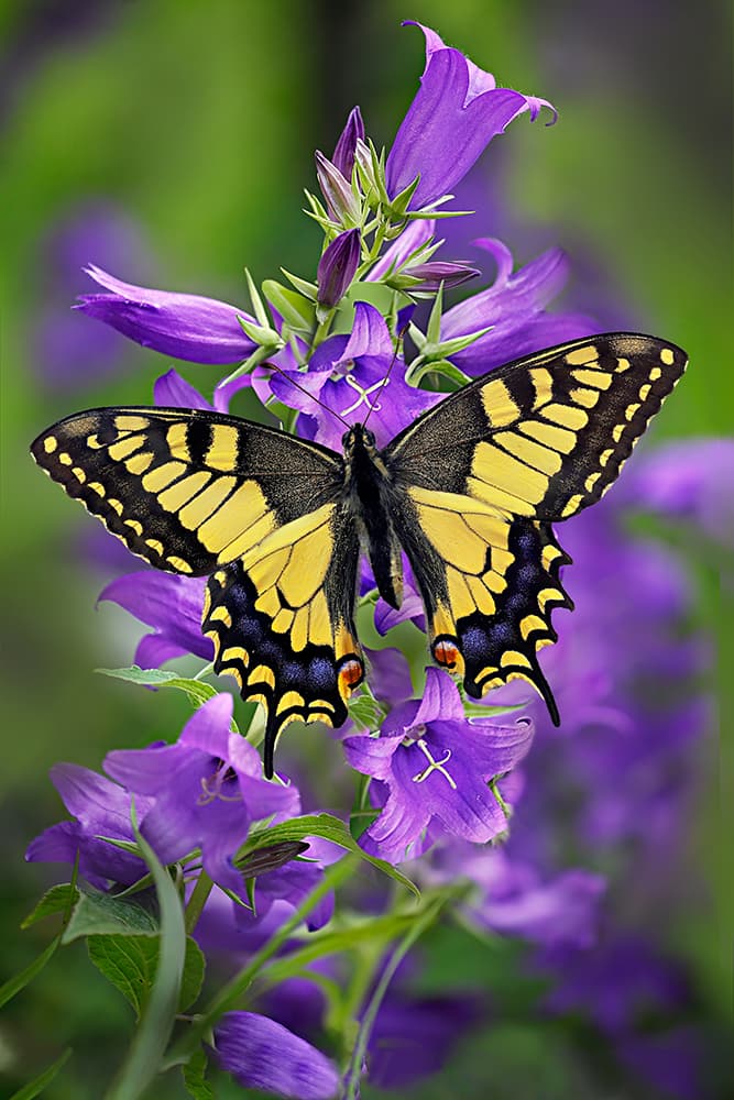 Butterfly with yellow wings on a purple flower